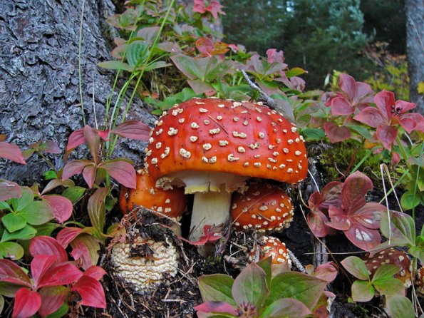 amanita-and-fall-color
