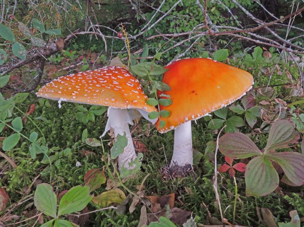 amanita-mushroom-boy-scout-camp-october