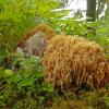 beautiful-coral-fungus-ramaria-formosa-