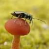 beetle-on-mushroom