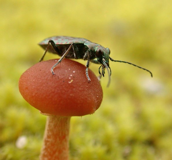 beetle-on-mushroom