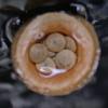 bird-s-nest-fungi