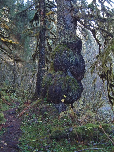 burl-2-along-montana-creek