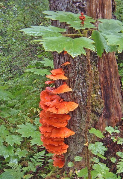 chicken-of-the-woods-1