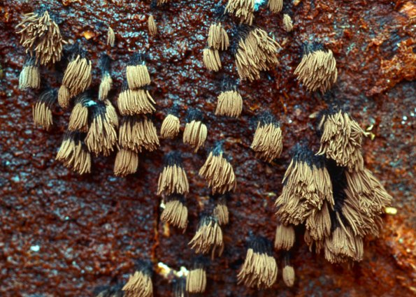 chocolate-tube-slime