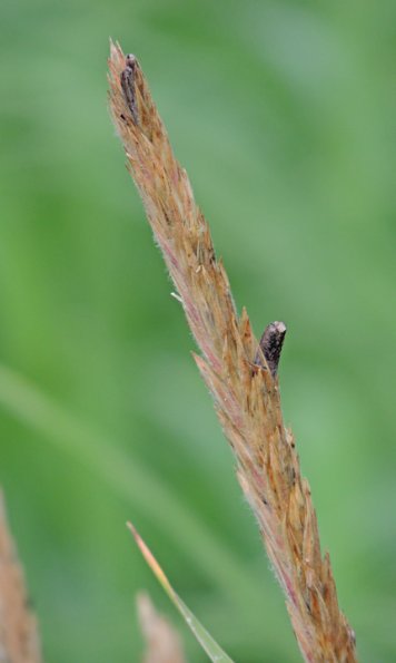 ergot-on-beach-rye-mendenhall-wetlands
