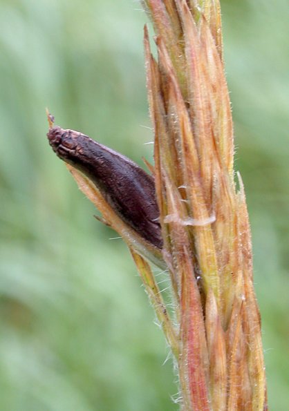ergot-on-beach-rye