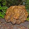 false-morel