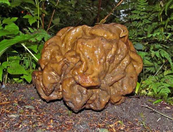 false-morel