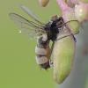 fly-with-fungus-on-fireweed-2