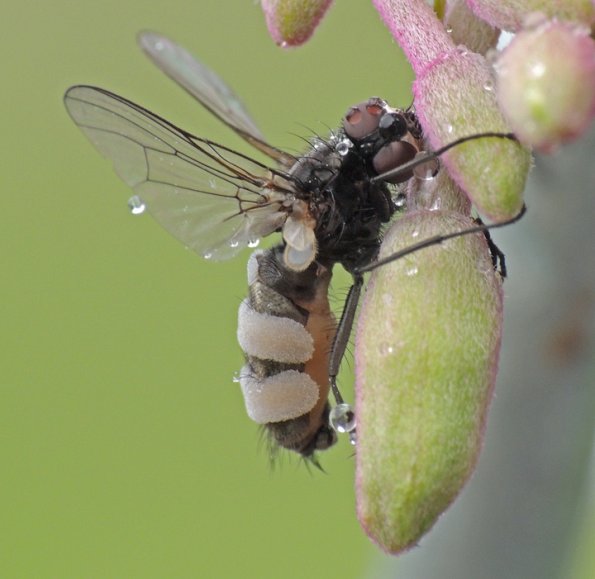 fly-with-fungus-on-fireweed-2