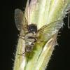 fly-with-parasitic-fungus-entomophthora-muscae