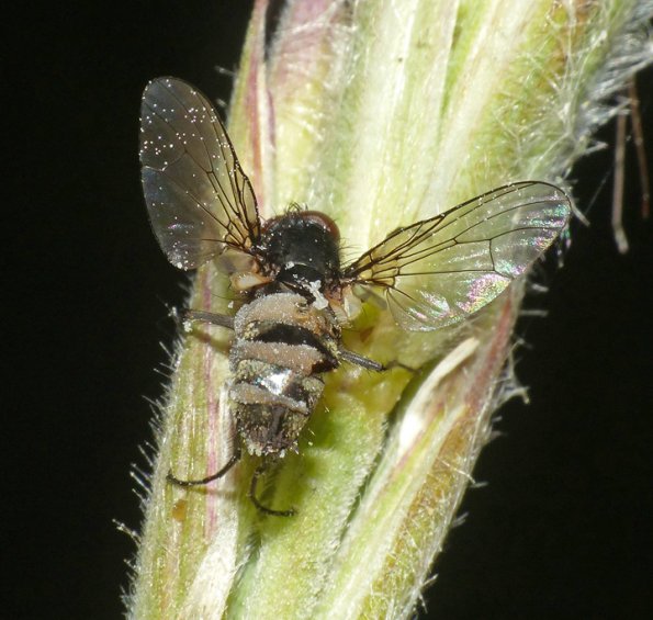 fly-with-parasitic-fungus-entomophthora-muscae