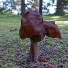 helvella
