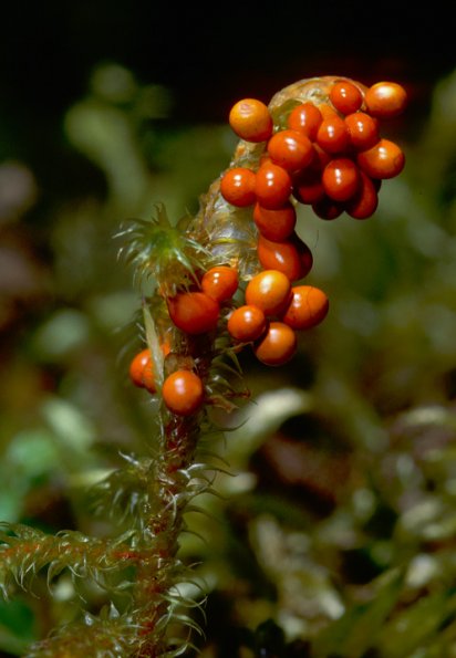 insect-egg-mass-slime-mold