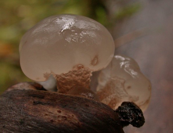 jelly-fungus