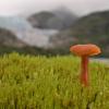 mushroom-at-herbert-glacier-5