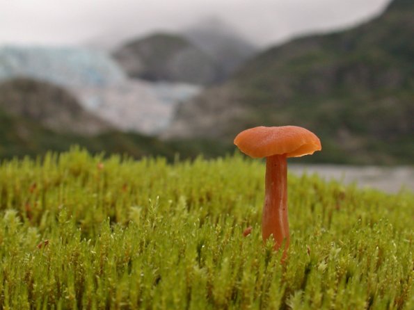mushroom-at-herbert-glacier-5