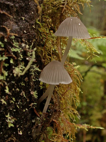 mushrooms-along-herbert-glacier-trail