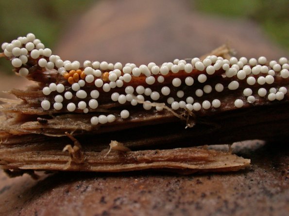 slime-mold-herbert-trail-2