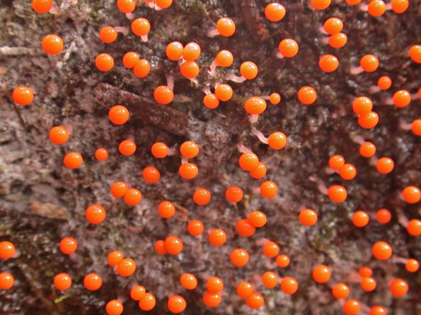 slime-mold-herbert-trail