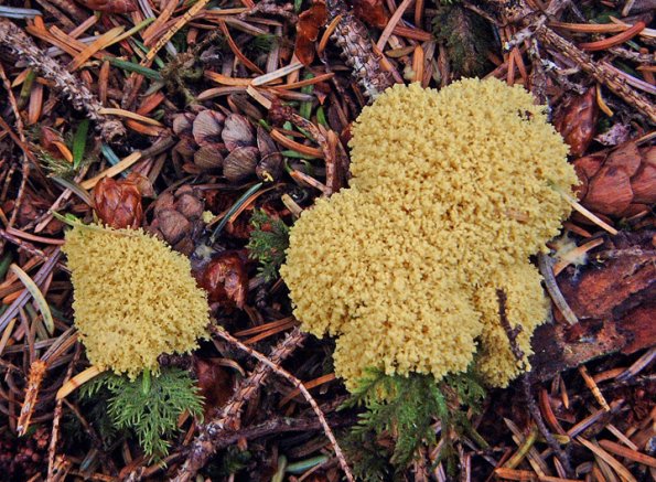 slime-mold-peterson-creek-n