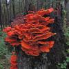 sulphur-shelf-mushrooms-polyporus-sulphureus-