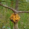 western-gall-rust-on-shore-pine
