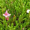 white-mountain-heather-growth-1