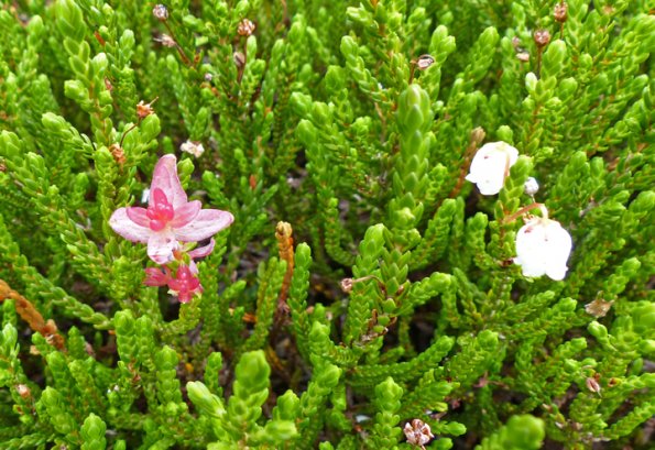 white-mountain-heather-growth-1