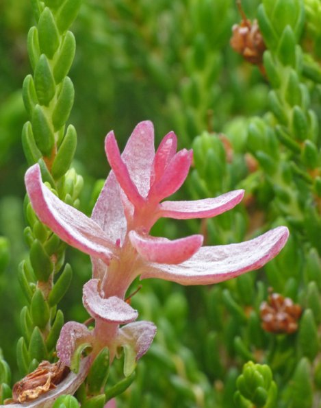white-mountain-heather-growth-close-up