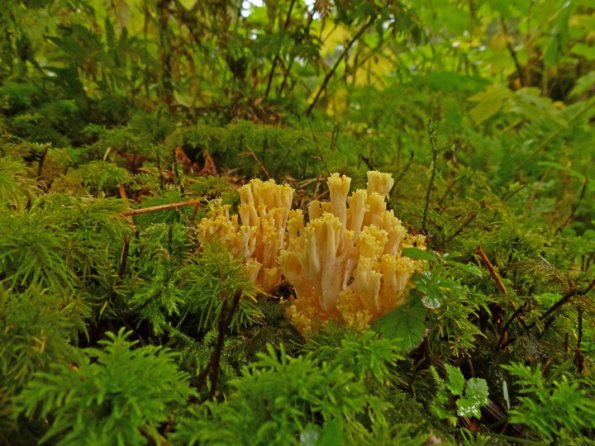 yellow-coral-fungus-ramaria-flava-