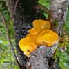 yellow-witches-butter-on-alder-1