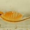 Fairy-Shrimp-2