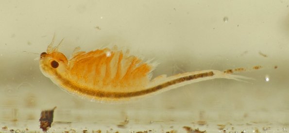 Fairy-Shrimp-2