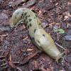 banana-slug-6-tee-harbor-bluff-trail-july-3-2002