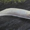 banana-slug-albino-ketchikan-2