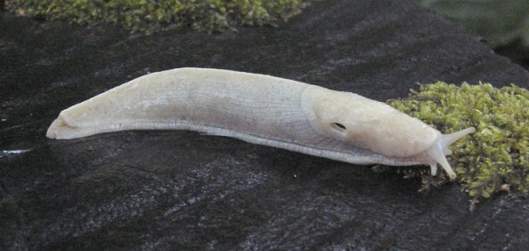 banana-slug-albino-ketchikan-2