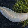 banana-slug-albino-ketchikan-4