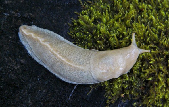 banana-slug-albino-ketchikan-4