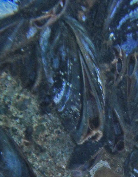 blue-mussel-feeding-underwater