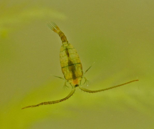 copepod-freshwater-juneau