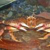 dungeness-crab-2