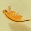 fairy-shrimp-1