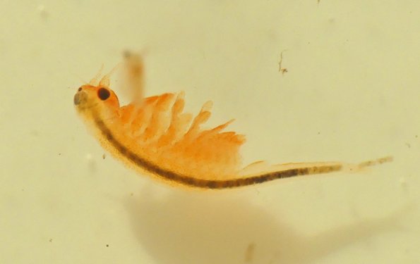 fairy-shrimp-1