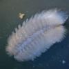 fuzzy-worm-dorsal-view