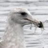 glaucous-winged-gull-with-prey