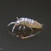 hexapods-springtails-