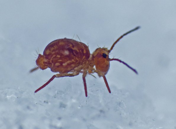springtail-on-snow-in-february