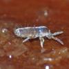 springtail-sep-25